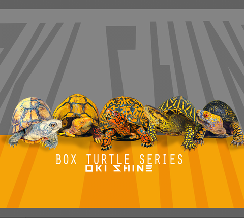Box Turtle Series Design Tee